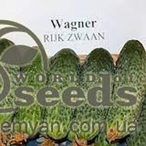 Огірок "Компоніст" F1 250 с. Рік Цваан, (Rijk Zwaan)