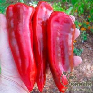 Перець Самандер F1 20 нас. (Nunhems) Перець Самандер F1 20 нас. (Nunhems)