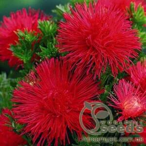 Астра Астра