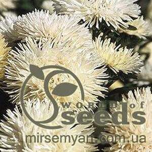 Астра "Ідеал" кремова, 0,1 г А Астра "Ідеал" кремова, 0,1 г А