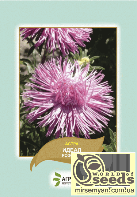 Астра Астра