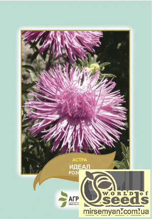 Астра Астра