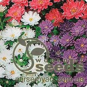 Астра "Піноккіо" суміш, 0,5 г А