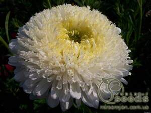 Астра Астра