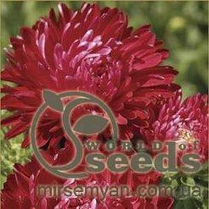 Астра "Станіслав", 0,2 г А