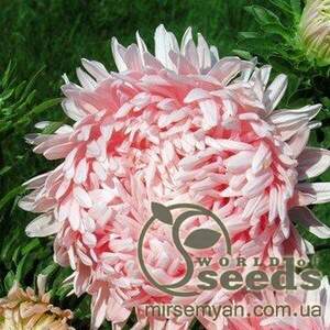 Астра "Яніна" суміш 0,2 г А