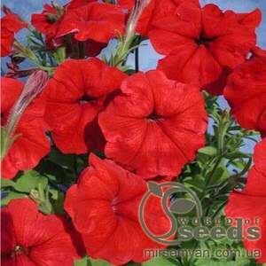 Петунія гібридна ампельна крупноквіткова "Лавина" червона F1, 20 насінин А Петунія гібридна ампельна крупноквіткова "Лавина" червона F1, 20 насінин А