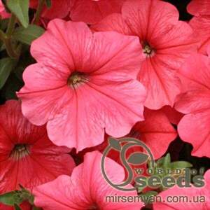 Петунія гібридна ампельна крупноквіткова "Лавина" рожева, F1, 20 насінин А