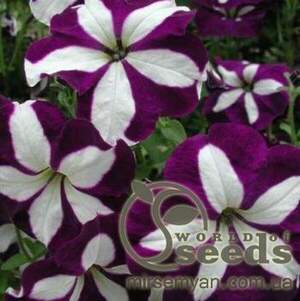 Петунія гібридна ампельна крупноквіткова "Лавина синя зірка" F1, 20 насінин А