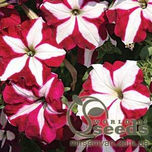 Петунія гібридна ампельна крупноквіткова Петунія гібридна ампельна крупноквіткова