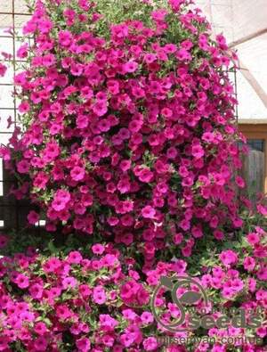 Петунія гібридна ампельна каскадна "Парпл Вельвет F1", 5 насіння А