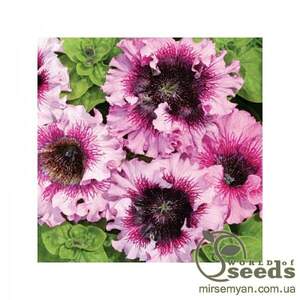 Петунія гібридна чудова "Розеа" 20 насінин А