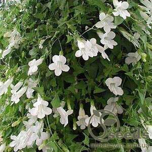 Насіння "Азаріна Лазаюча", біла 20 насінин А