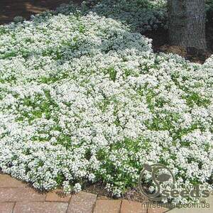 Насіння алісум "Сніговий килим", 3 г А