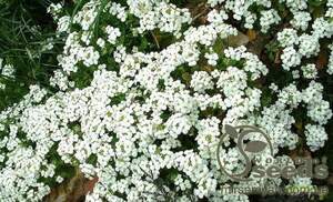 Насіння арабісу "Альпійський" білий, 0,1 г А