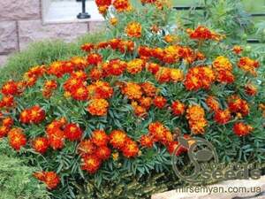 Насіння чорнобривців відхилені "Фієста", 0,5 г А