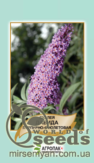 Насіння будлі "Давида", пурпурно-фіолетове 0,01г А