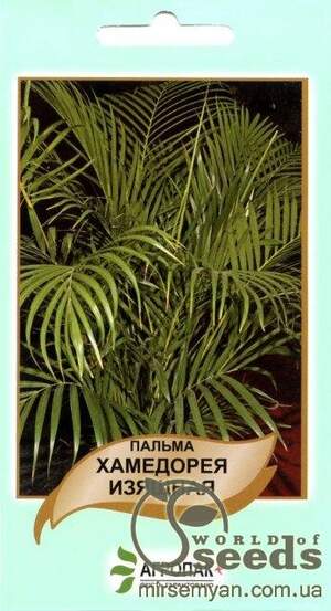 Насіння пальми "Хамедорея" витончене, 5 насіння А Насіння пальми "Хамедорея" витончене, 5 насіння А