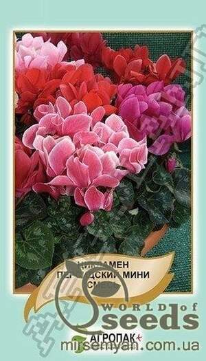 Цикламен перський Міні, (суміш) - 10 насінин А Цикламен перський Міні, (суміш) - 10 насінин А