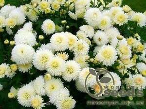 Насіння хризантеми "Снігова куля", 0,05 г А
