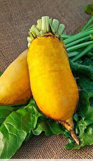 Насіння буряка кормового Насіння буряка кормового