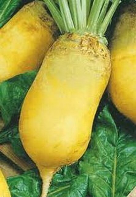 Насіння буряка кормового Сонет, 300 г. WoS Насіння буряка кормового Сонет, 300 г. WoS