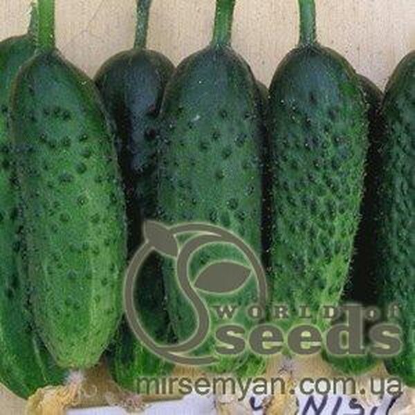 Огурец «Монисия» F1 1000 семян, Семинис, (Seminis) Огурец «Монисия» F1 1000 семян, Семинис, (Seminis)