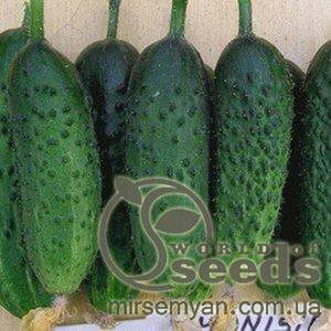 Огурец «Монисия» F1 1000 семян, Семинис, (Seminis)