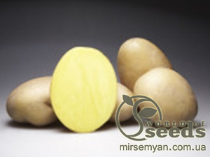 Насіннєвий сорт картоплі "Крістел" (Голландія)