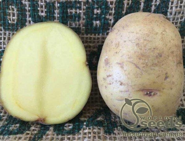 Семенной сорт картофеля "Бюррен" (Голландия) Семенной сорт картофеля "Бюррен" (Голландия)