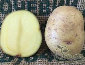 Семенной сорт картофеля "Бюррен" (Голландия)