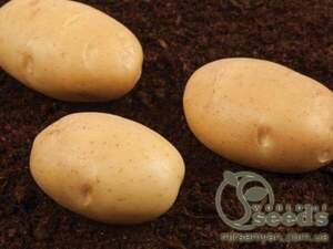 Семенной сорт картофеля "Бюррен" (Голландия) Семенной сорт картофеля "Бюррен" (Голландия)