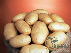 Семенной сорт картофеля "Бюррен" (Голландия) Семенной сорт картофеля "Бюррен" (Голландия)