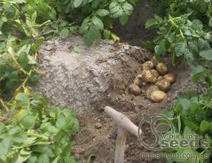 Семенной сорт картофеля "Бюррен" (Голландия) Семенной сорт картофеля "Бюррен" (Голландия)