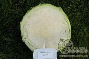 Капуста білокачанна середньо пізня, "Атрія" F1 2500 сем., Семініс, (Seminis)