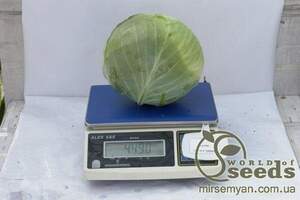 Капуста білокачанна середньо пізня, "Атрія" F1 2500 сем., Семініс, (Seminis) Капуста білокачанна середньо пізня, "Атрія" F1 2500 сем., Семініс, (Seminis)