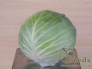 Капуста білокачанна середньо пізня, "Атрія" F1 2500 сем., Семініс, (Seminis)