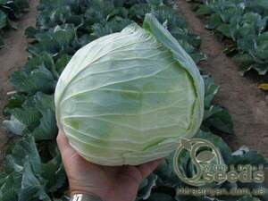 Капуста білокачанна середньо пізня, "Мензанія F1" 2500 сем., Семініс, (Seminis)