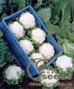 Капуста цвітна рання, "Фрідом F1" 1000 сем., Семініс, (Seminis)