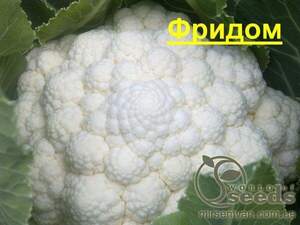 Капуста цвітна рання, 