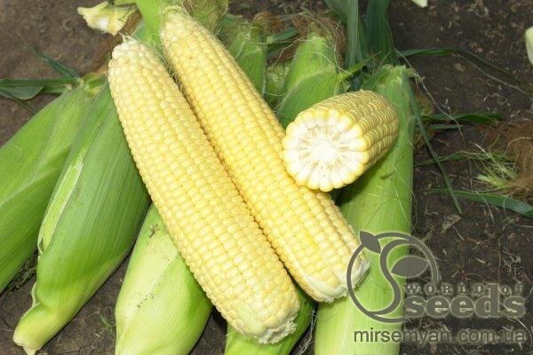 Кукурудза цукрова "Сигнет" F1 5 000 семена Семініс, (Seminis) Кукурудза цукрова "Сигнет" F1 5 000 семена Семініс, (Seminis)