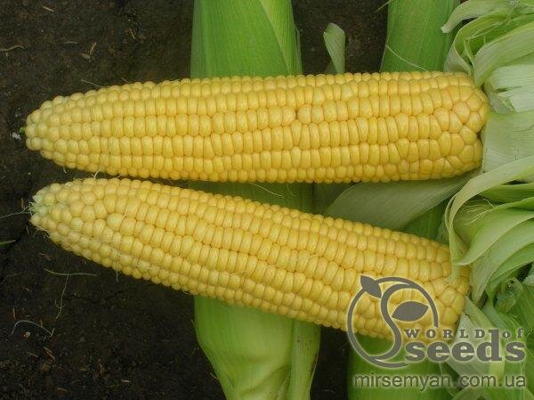 Кукурудза цукрова "Трофі" F1 5000 семена Семініс, (Seminis) Кукурудза цукрова "Трофі" F1 5000 семена Семініс, (Seminis)