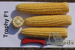 Кукурудза цукрова "Трофі" F1 5000 семена Семініс, (Seminis) Кукурудза цукрова "Трофі" F1 5000 семена Семініс, (Seminis)