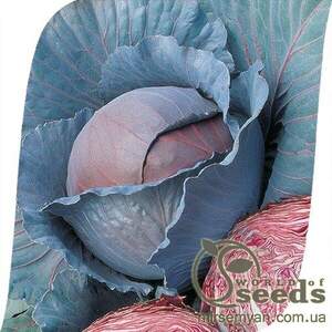 Капуста червонокачанна "Ред Дінастрі" F1 2500 с. Семініс, (Seminis) Капуста червонокачанна "Ред Дінастрі" F1 2500 с. Семініс, (Seminis)