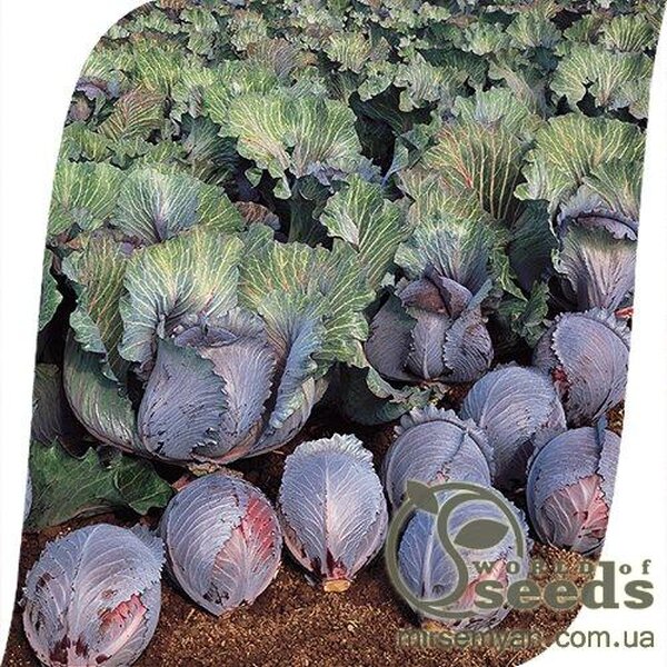 Капуста червонокачанна "Роксі" F1 2500 с. Семініс, (Seminis) Капуста червонокачанна "Роксі" F1 2500 с. Семініс, (Seminis)