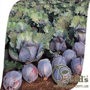 Капуста червонокачанна "Роксі" F1 2500 с. Семініс, (Seminis)