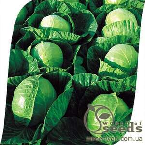 Капуста "Гермес" F1 2500 с. Seminis