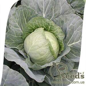 Капуста білокачанна "Зеніт" F1 2 500 с, Семініс (Seminis)