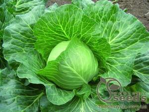 Капуста білокачанна "Дідон" F1 2 500 с, Семініс (Seminis)