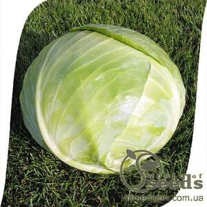 Капуста білокачанна Капуста білокачанна